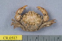 藏品(脆弱暴蟹)的圖片